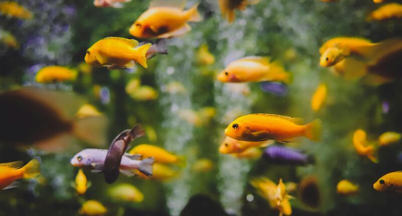 Wasserenthärtung im Aquarium