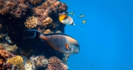 Osmoseanlage ans Aquarium anschließen